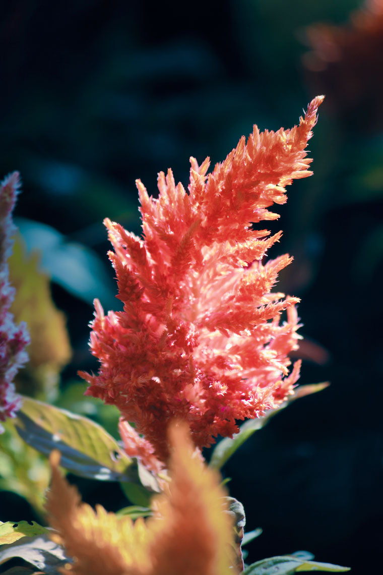 Cockscomb Celosia Cristata