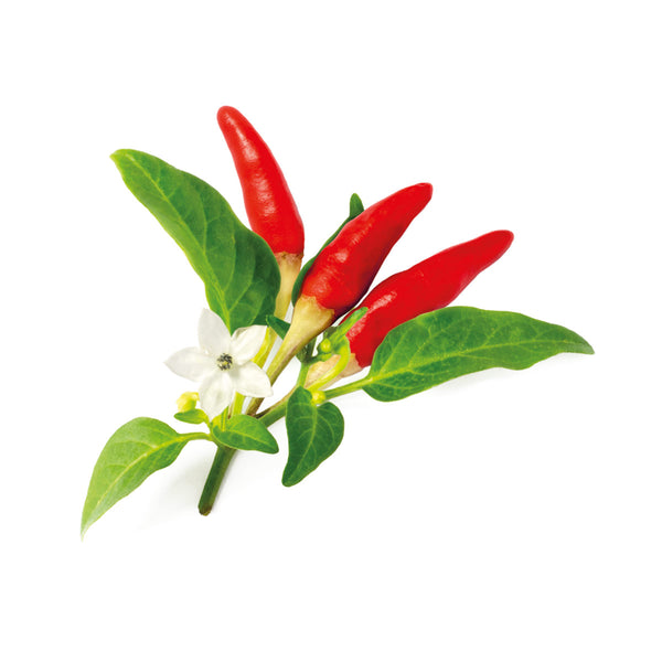 red hot chili pepper, new, launch