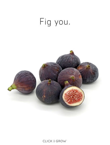 Plant puns figs