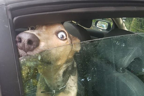 BOLLI-Dog-Owner-Jacket-Heatstroke-Dog-in-Car-Window