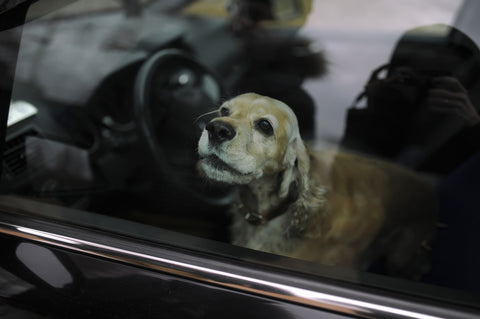 BOLLI-Dog-Owner-Jacket-Heat-Stroke-Dog-Car-Blog