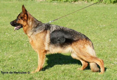 BOLLI-Dog-Owner-Jacket-Hip-Dysplasia-in-Dogs-HD-German-Shepherd