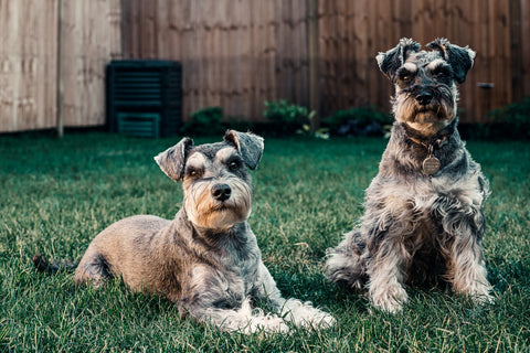 BOLLI-Dog-Owner-Jacket-Living-with-your-new-dog-Blog-Dogs-Backyard-Garden