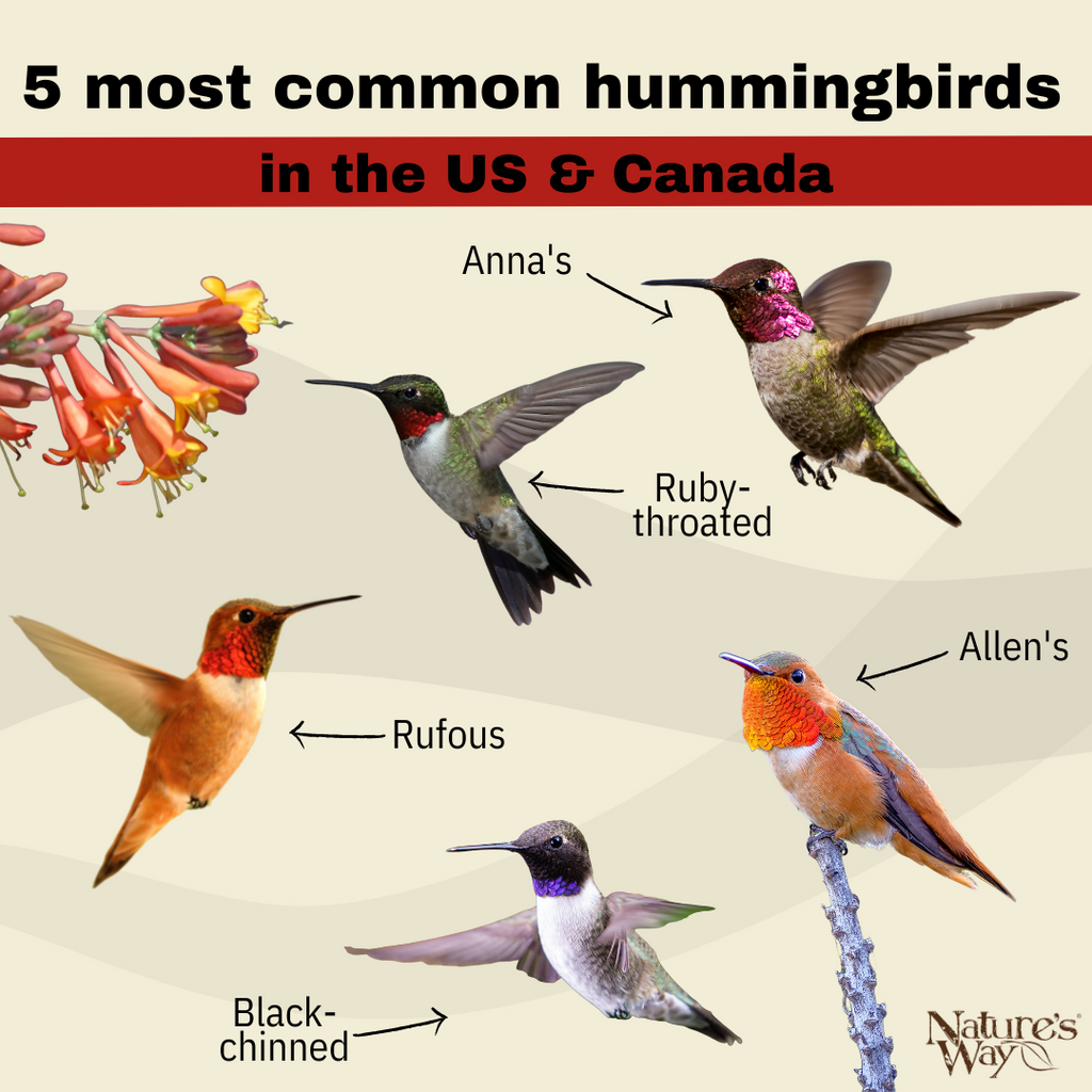 5 Most Common Hummingbirds In The Us And Canada 