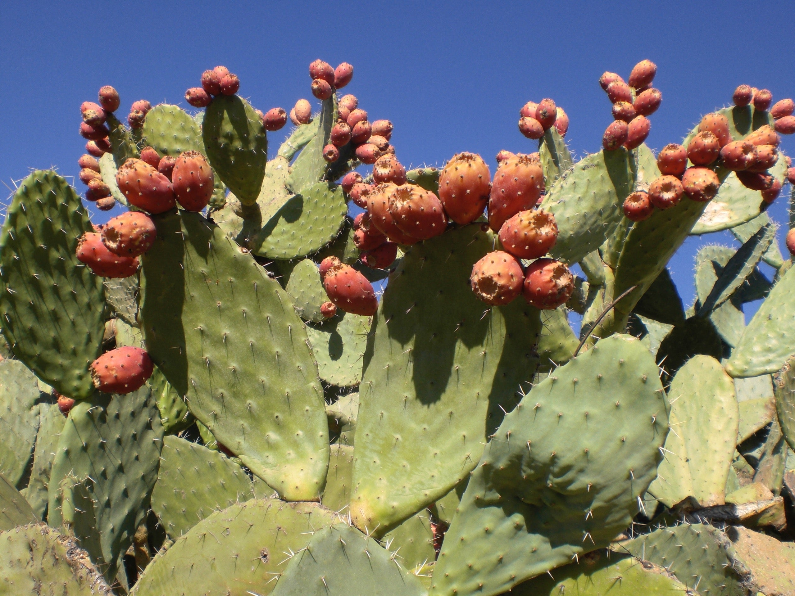 Prickly Pear Cactus in Morocco