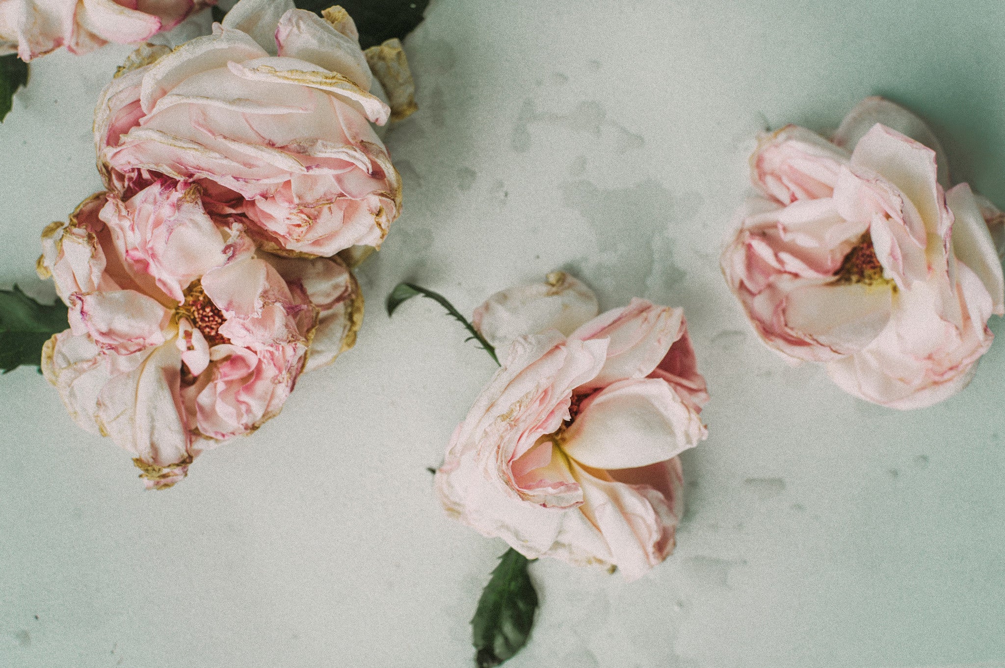 Ingredient Spotlight: Rosewater Benefits in Skin Care