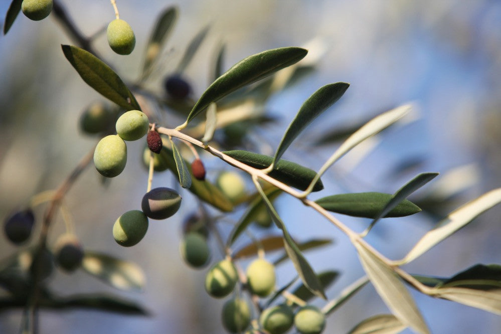 Ingredient Spotlight: Olive Oil Benefits in Skin Care