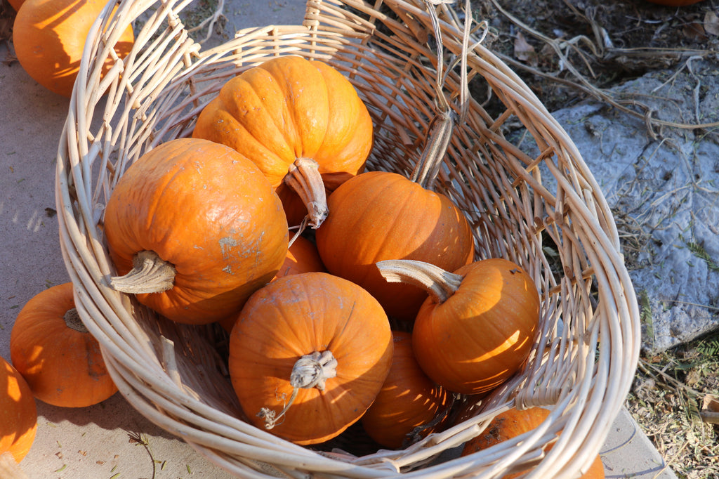 pumpkins harvested from school garden