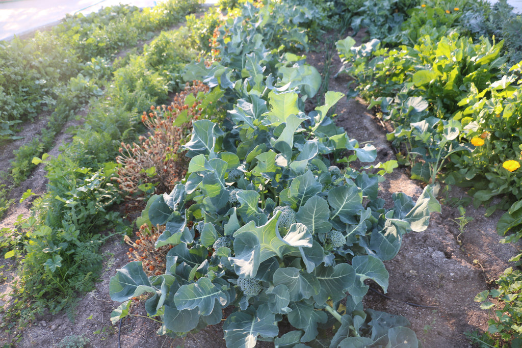 school garden garden bed