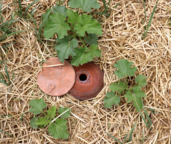 ollas with straw mulch promote deep root development for young squash plants - great for desert gardening