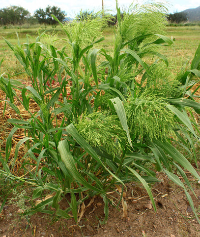 panic grass