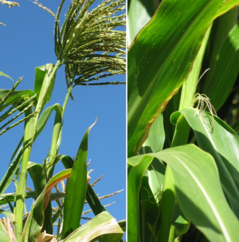 teosinte corn stalk and silk