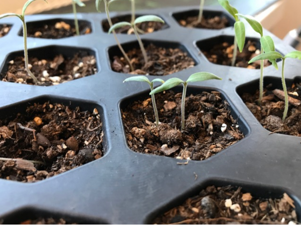 seed starting tray