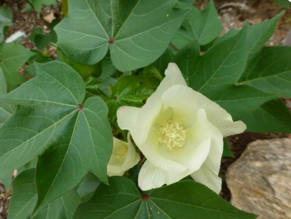 sacaton cotton flower