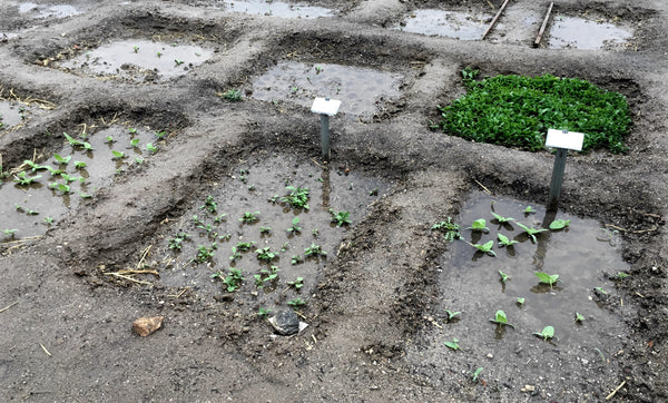 zuni waffle garden beds capture and save water good for desert gardening