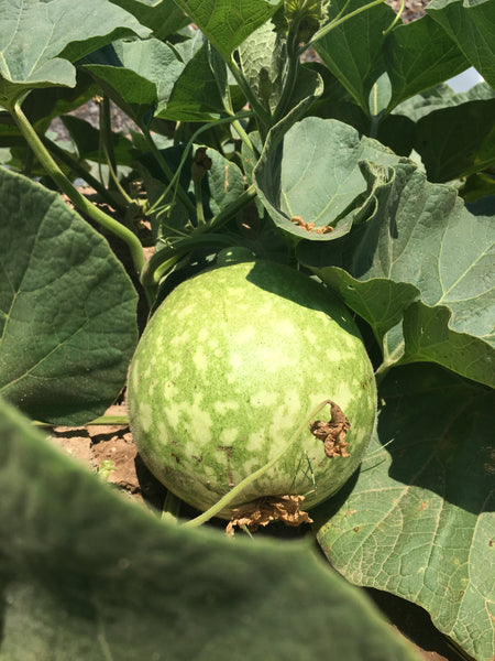 drum gourd adopt a crop native seeds search conservation center