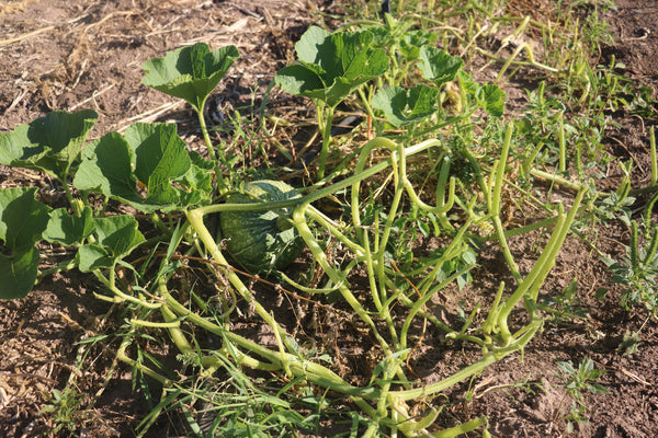 rio lucio squash damaged from grasshoppers