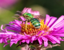 green sweat bee