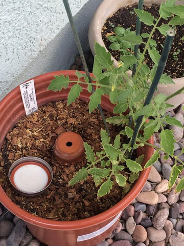 olla container for watering