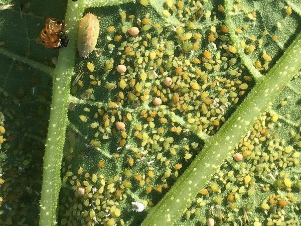 tiny insects on squash leaf