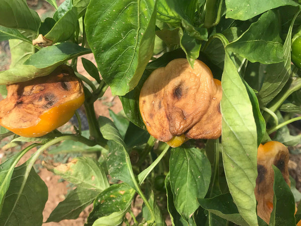 peppers burned by sun can be prevented with use of shade cloth