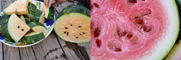 tohono o'odham yellow meated and navajo red watermelon
