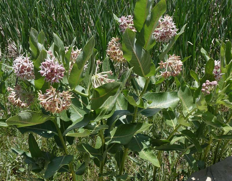 Showy Milkweed Seed Native Seeds Search