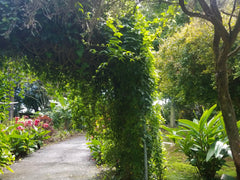 enchanted gardens kula