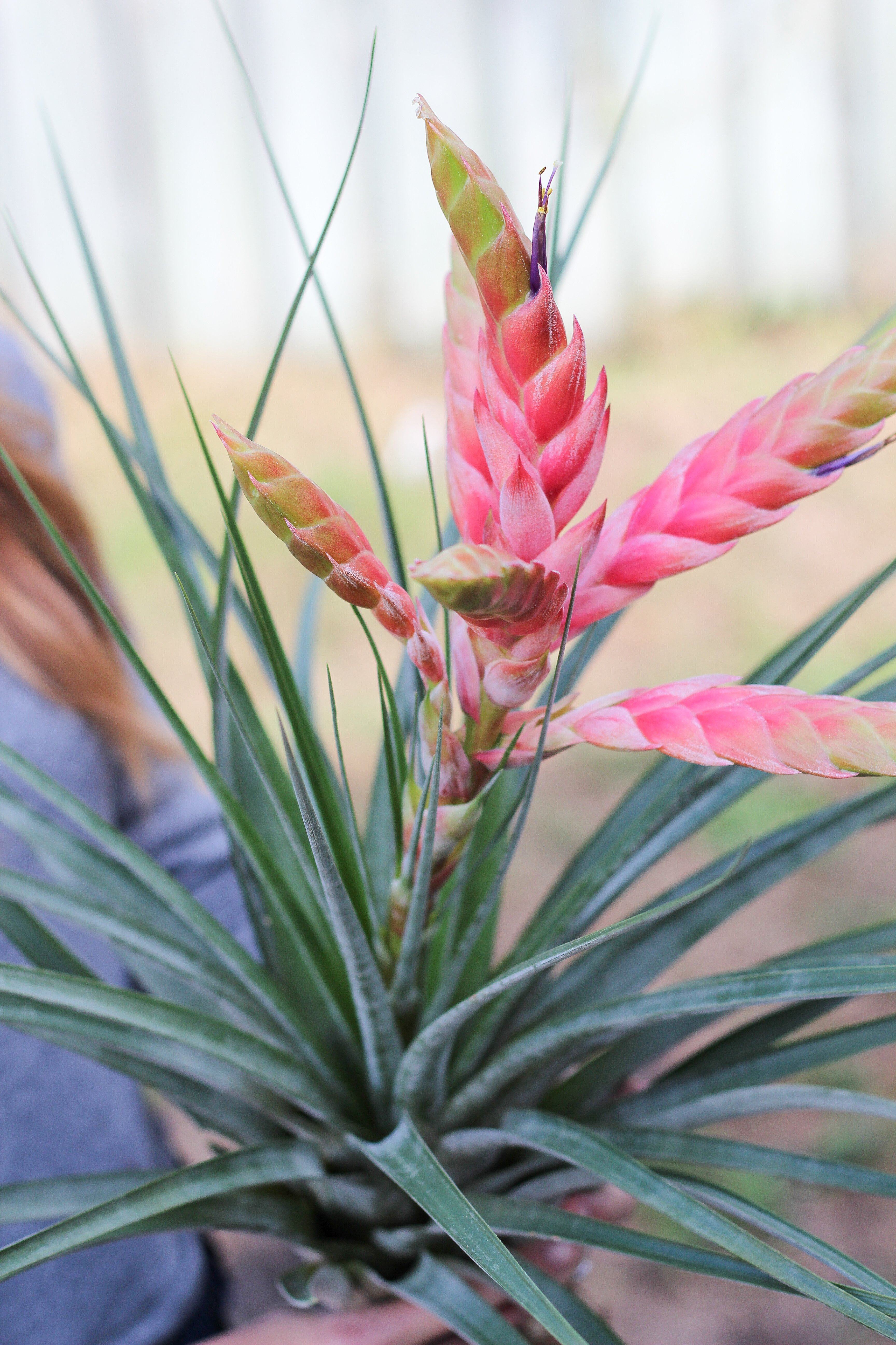 Tillandsia hirta forma minor HR その① インテリア小物 オンライン