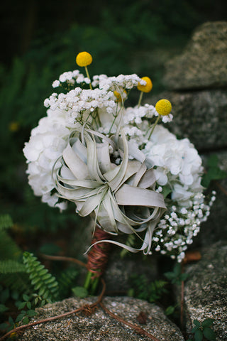 Tillandsia Xerographica Air Plant in a Wedding Bouquet