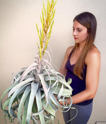 A GIANT Blooming Tillandsia Xerographica Air Plant
