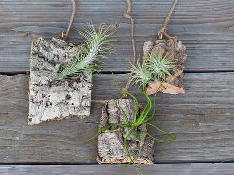 Air plant cork bark displays 