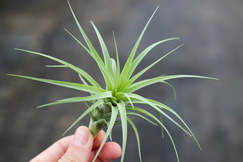 Tillandsia Aeranthos x Tenuifolia Hybrid Air Plant