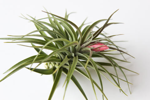 Tillandsia aeranthos x stricta hybrid in bloom