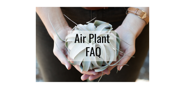 Tillandsia air plant frequently asked questions 
