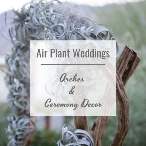 air plant weddings 