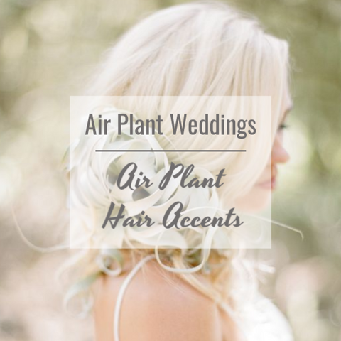 air plant hair accents