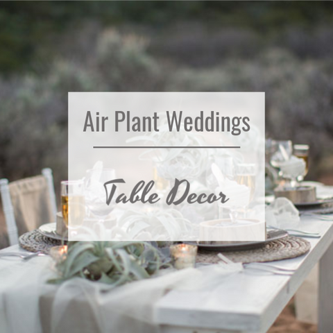 air plant wedding decor 