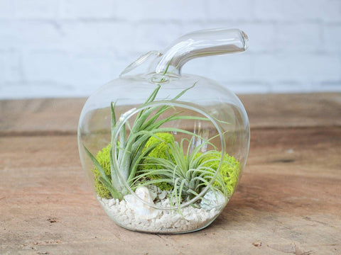 Apple air plant terrarium 