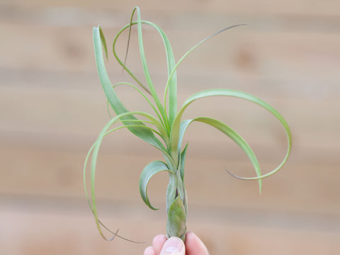 Tillandsia balbisiana air plant 