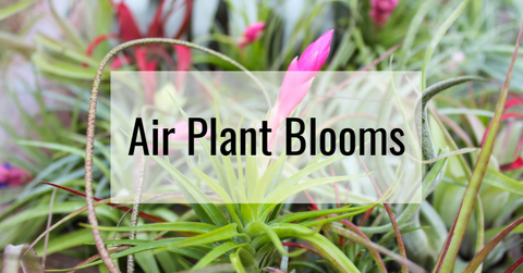 Tillandsia air plant blooms 