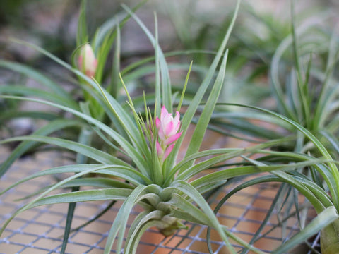 Tillandsia stricta in bloom 