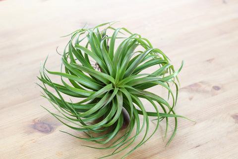 Brachycaulos air plant