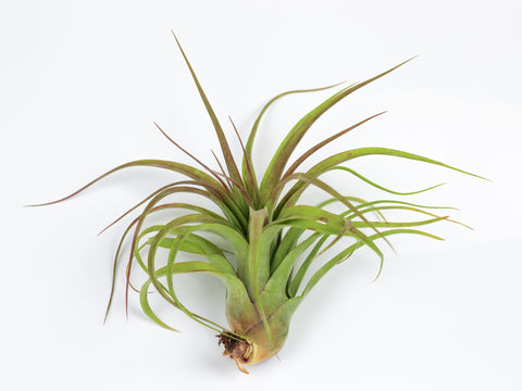 Tillandsia streptophylla x brachycaulos hybrid 