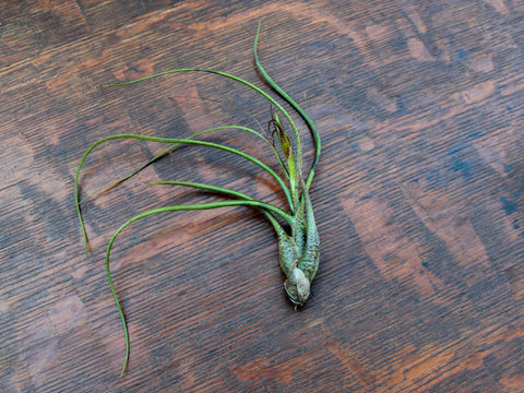 Tillandsia butzii air plant