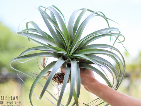 tillandsia capitata x xerographica air plant 