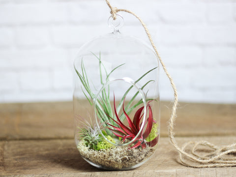 Tillandsia air plant terrarium 