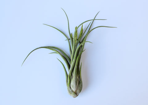 Caput Medusae air plant