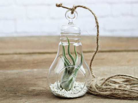 Tillandsia caput medusae air plant terrarium 