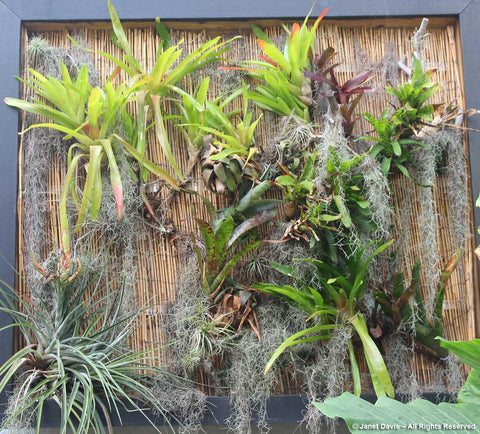 air plant display wall selby gardens 